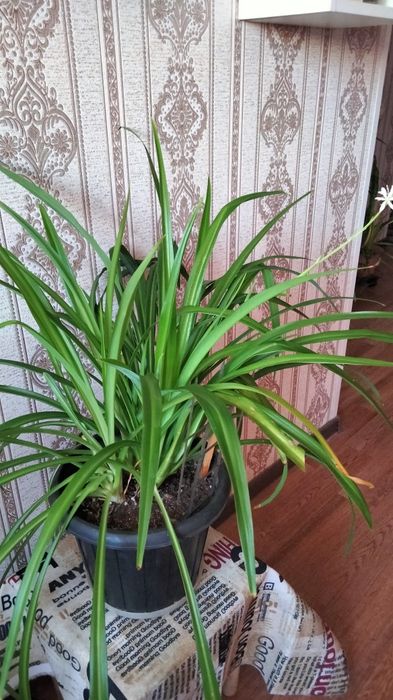 Укоренённые отростки хлорофитума