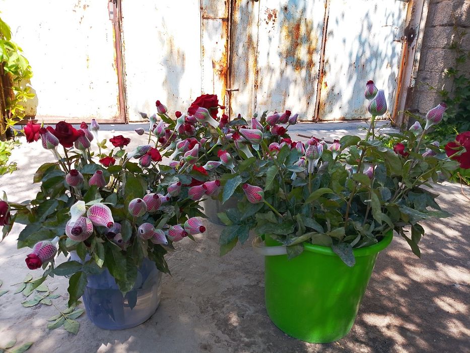 Gʻunchali Atirgullar 2000 Soʻm