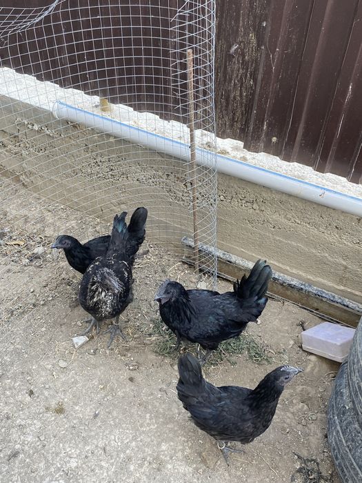 Тауықтар сатылады