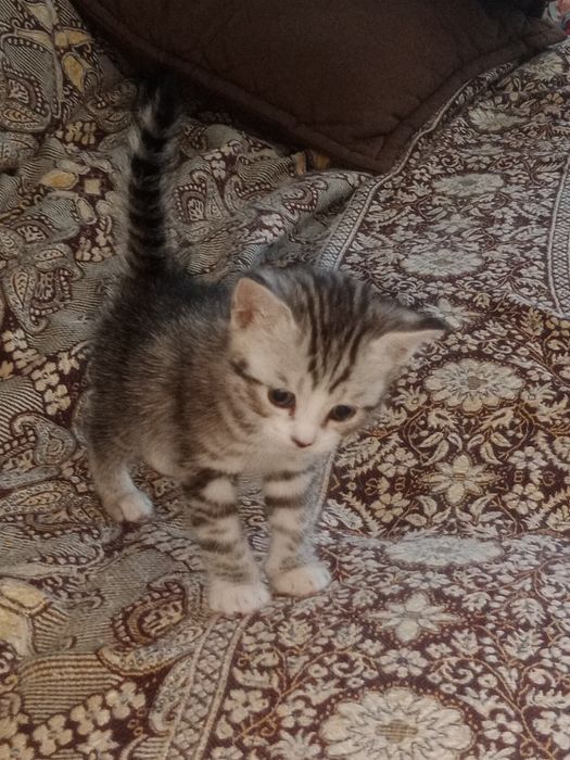 Британские котята