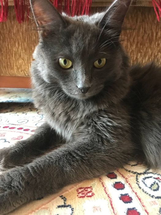 Отдам кота в хорошие руки