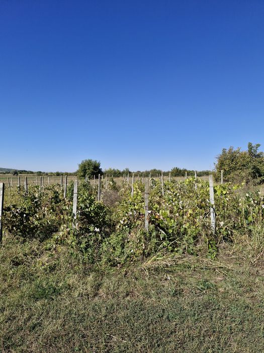 Teren intravilan  Podu Iloaiei