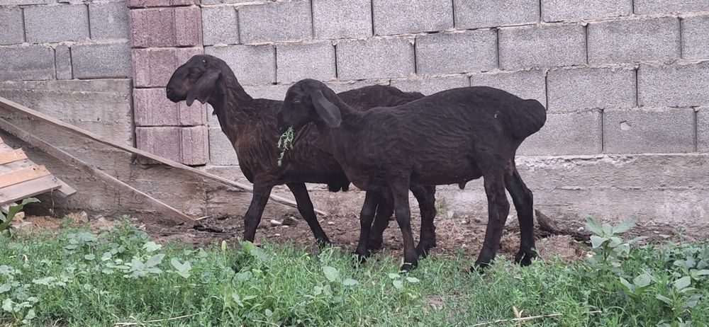 2 Қозы сатылады, 4 айлықтар