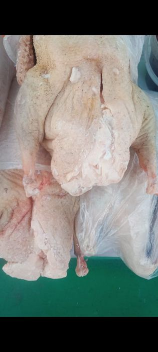 Продам домашних гусей и уток