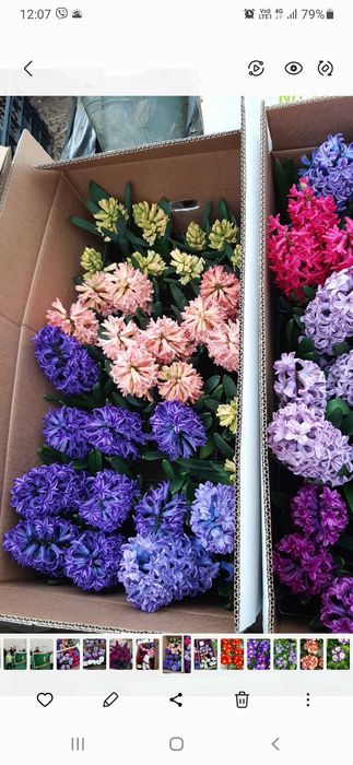 Циклама, зюмбюл, иглика