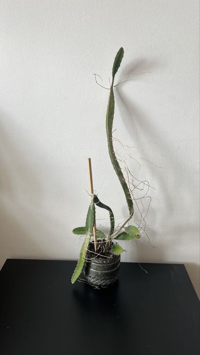 Planta fructul Dragonului - Pitaya - Hylocereus Undatus