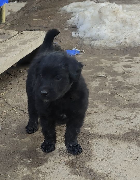 Отдам щенков в хорошие руки