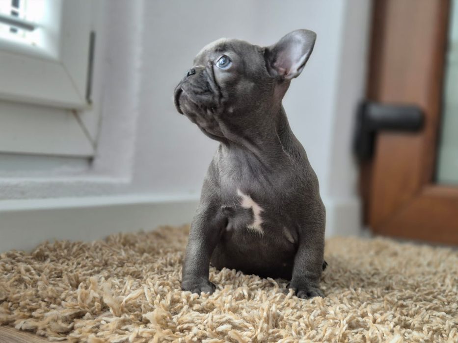Vând puișor bulldog francez