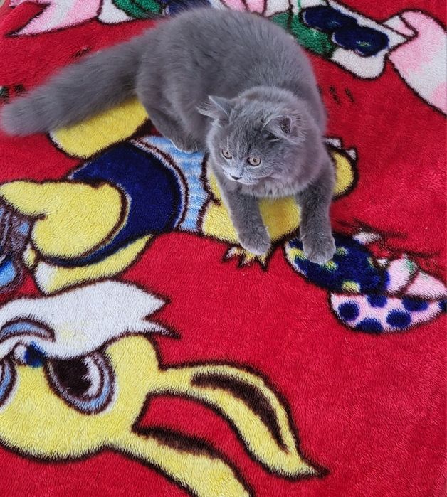 British shorthair blue