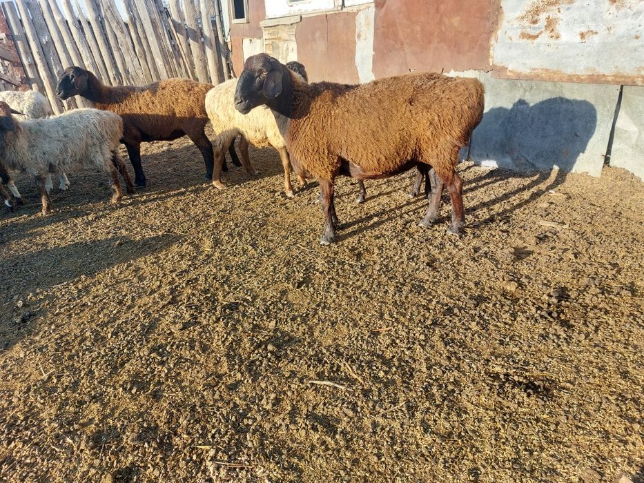 Продам овец гисары в костанае