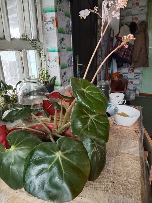 Домашние  растения