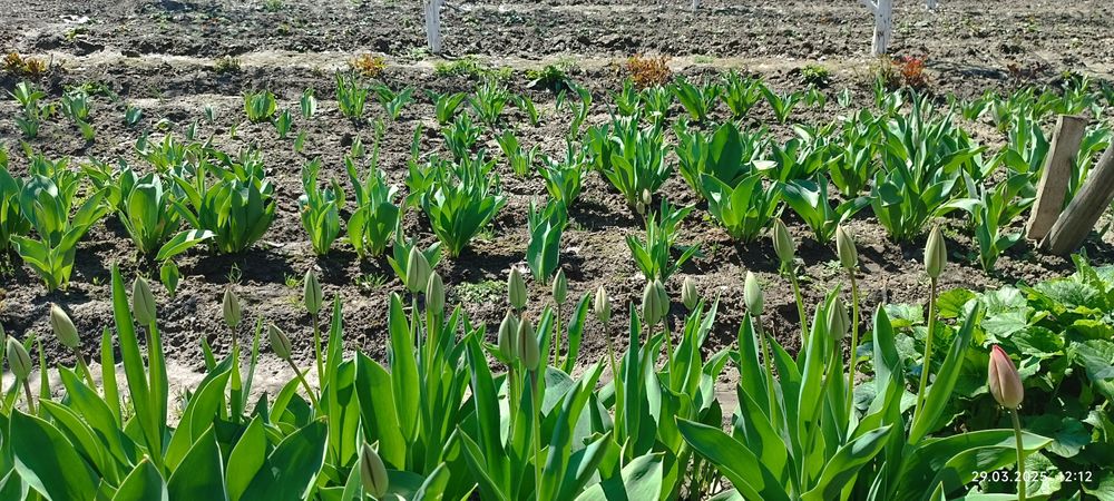 Продаются Тюльпаны оптом примерно от 3-ех тысяч до 5-ти тысяч штук