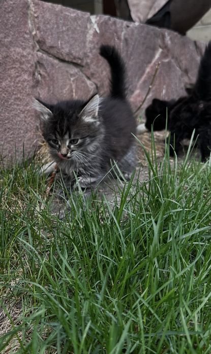 Котята ищут свой дом!