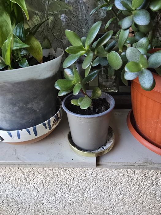 Planta banilor ,Crasuela