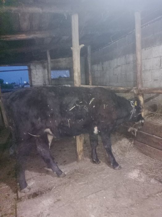 Продам крс телочки