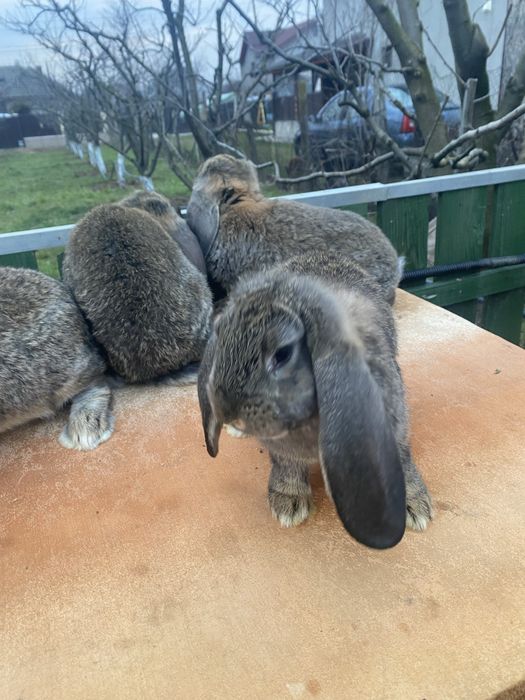 Vand iepuri berbec german