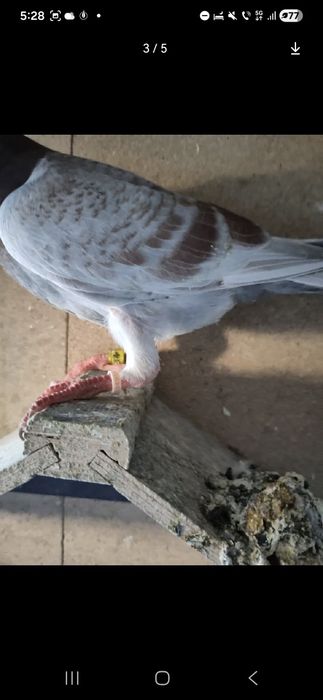 Inele porumbei/ păsări