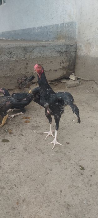 Джужа 25 декабря  3месяц крупный