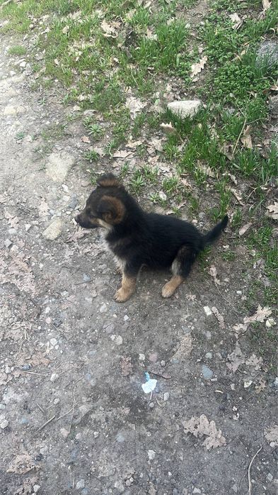 щенок мальчик в добрые руки