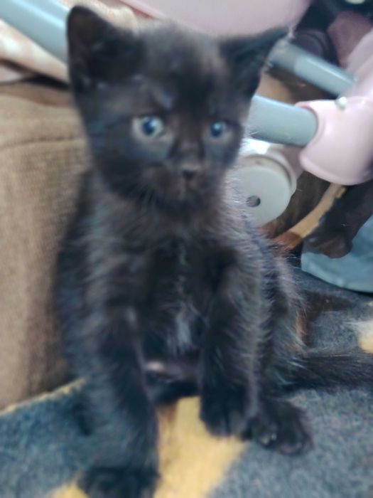 Отдам котят в добрые руки