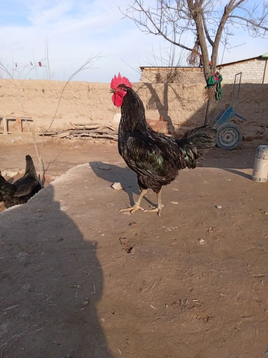 Qora shaxzoda tuxumi