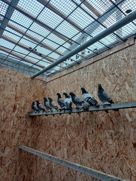 Голуби(молодежь) бойные