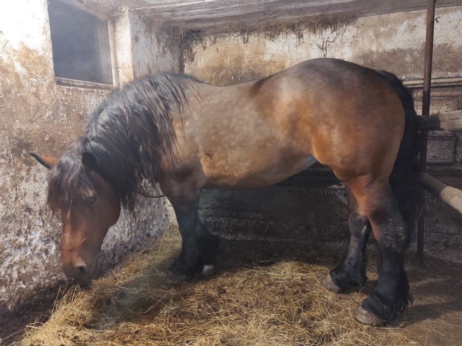 Cal  iapa de vanzare