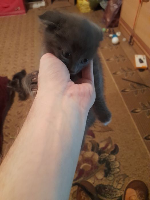 Катята бесплатно