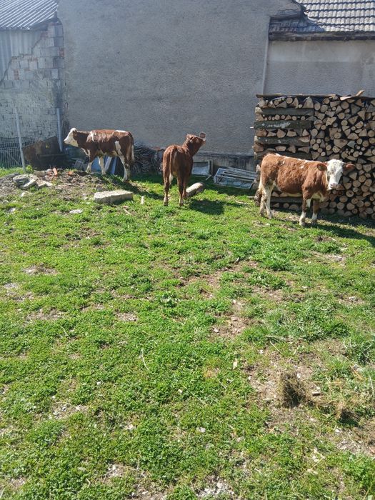 De vanzare vitele 7 luni!!!