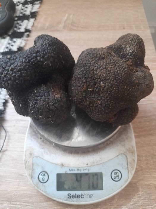 Trufe proaspete culese recent