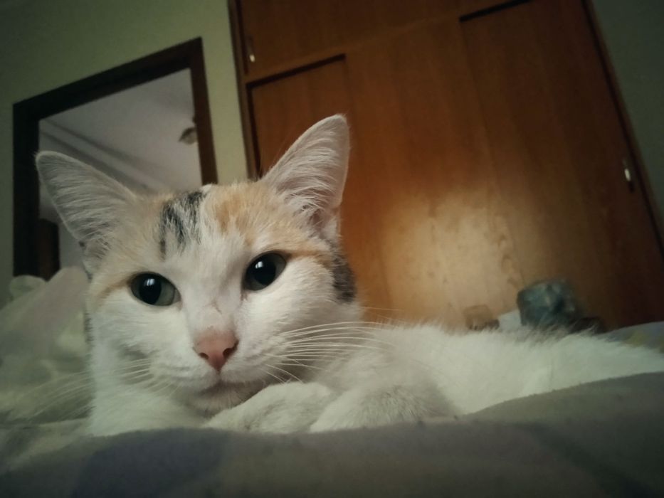Кошка очень чистая домашняя.