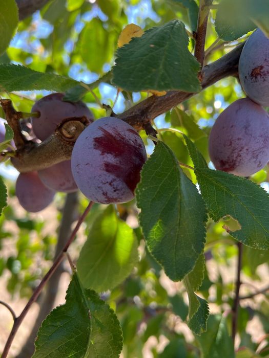 Prune de tuica  darjan