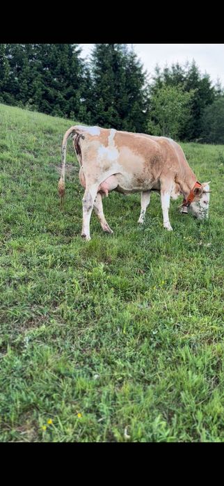 Vacă de trei viței de vânzare