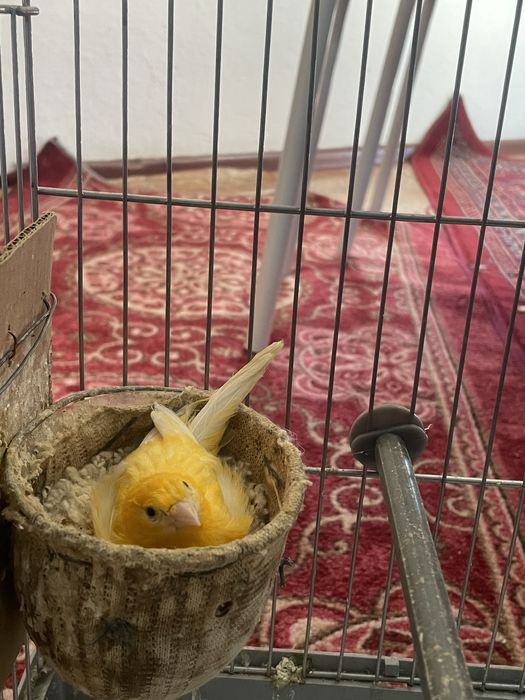 Канарейки с клеткой