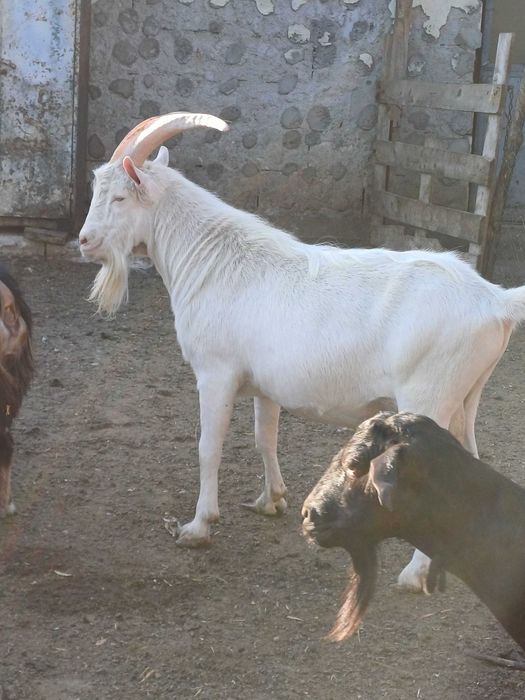 Tap sannen tanar 1 an si 6 luni foarte cuminte cauta stapan nou