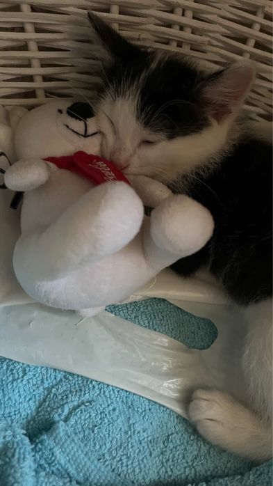 Катёнок 2 месяца