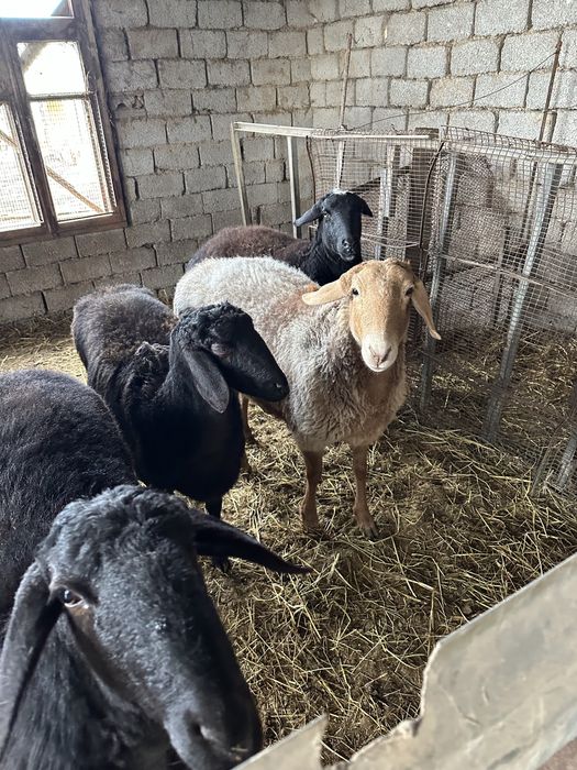 Qoy Arashan ona bola