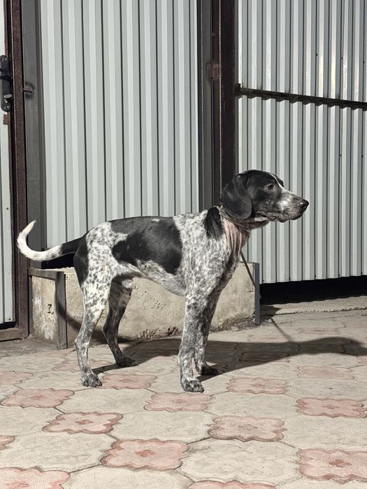 Курцхаар умный собака