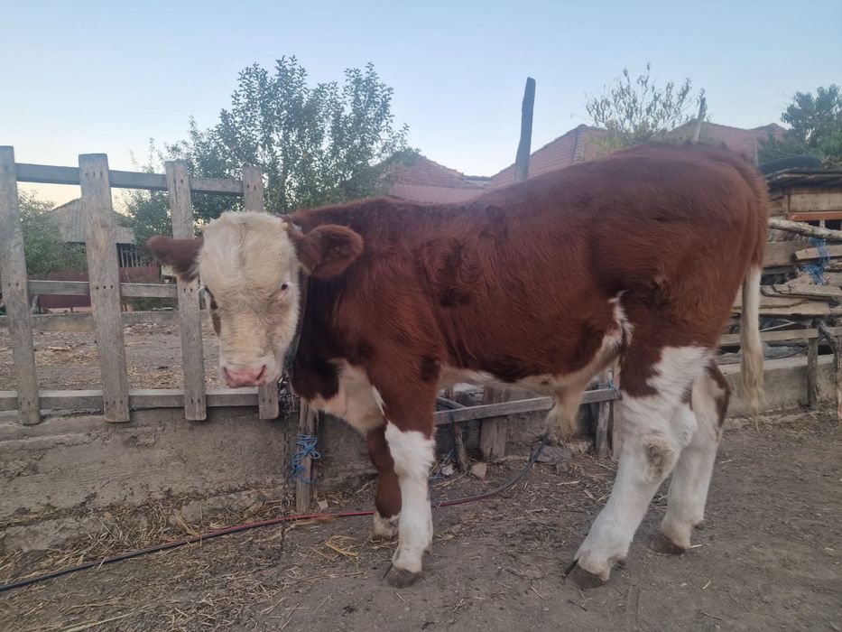 Vițel de casa , crescut natural și sănătos