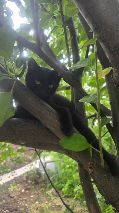 Котёнок. Девочка. Возраст около 3 месяцев