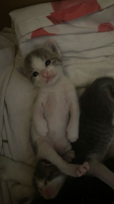 Мысықтар бар тегін