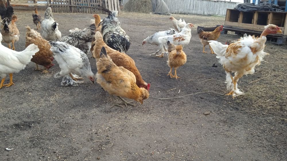 Продам молодых петушков