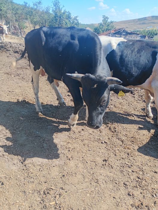 Vand 2 taurii si o vaca reforma