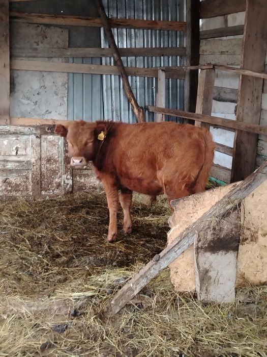 Бычок годовалый продается