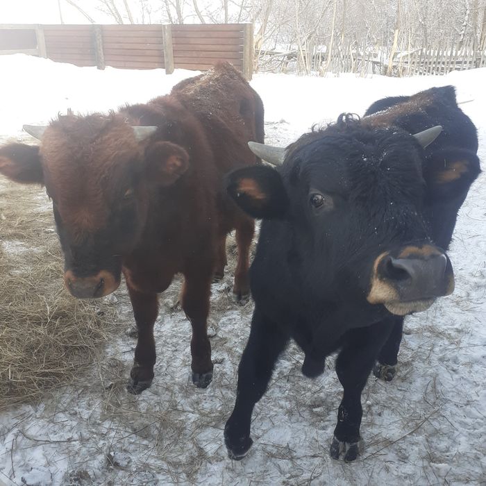 Бычки крупныи 9 месяцев