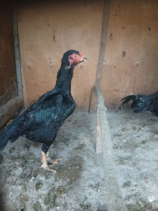 Тухумлар сотилади