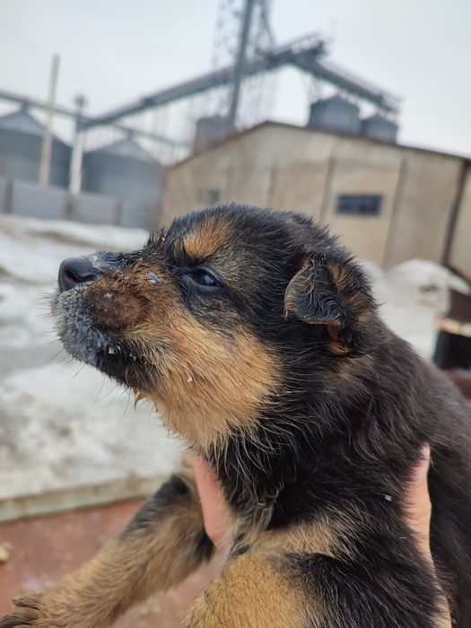 Щеночки в хорошие,добрые руки