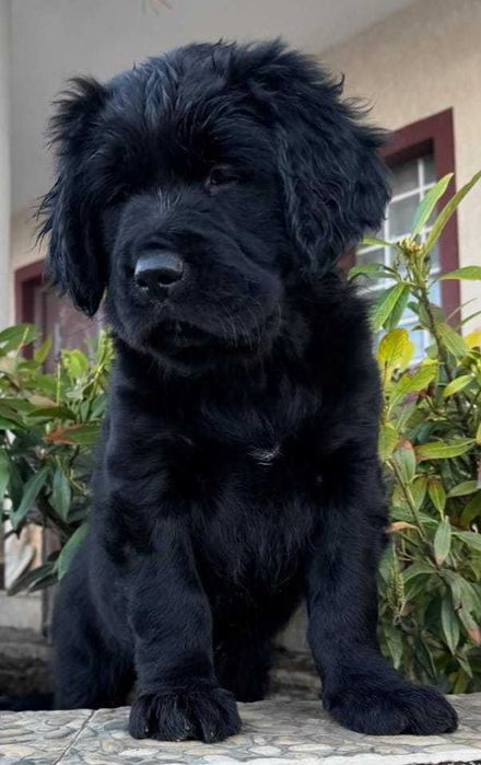 Golden-Mastiff 3 puiuti speciali