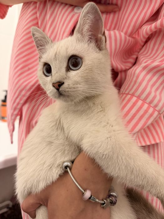 Отаю котенка нашла сейчас на передержке