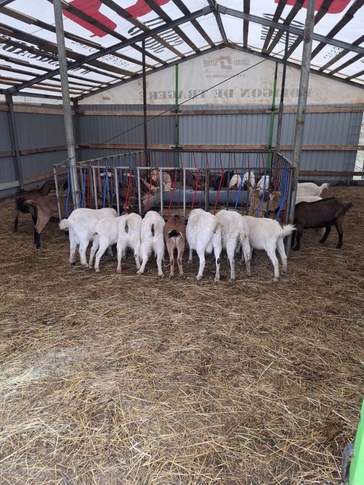 Capre si iezi de vanzare, Alpina franceza, Boer, Sanenn